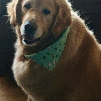 Petco - O'Belle groomed and ready for St Patrick's Day! - Pet Training Near Me - Elmhurst, Illinois