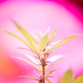 Gold Coast Meds - Cannabis Dispensaries Near Me - Camarillo, California Gold Coast Meds - Cannabis Dispensaries Near Me - Camarillo, California
