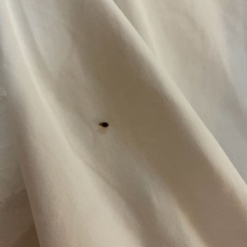Hyatt Place Columbia/Harbison - Even more bed bugs. - Hotels Near Me - Irmo, South Carolina Hyatt Place Columbia/Harbison - Even more bed bugs. - Hotels Near Me - Irmo, South Carolina
