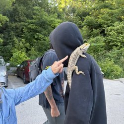 Iguana