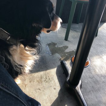 Eureka! - Love the pet option - American Near Me - Roseville, California
