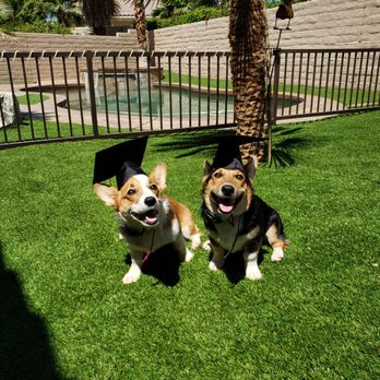 Ultimate K-9 Training - Pet Sitting Near Me - Nuevo, California Ultimate K-9 Training - Pet Sitting Near Me - Nuevo, California