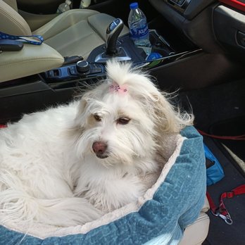The Muddy Mutt - Pet Groomers Near Me - Arlington, Virginia