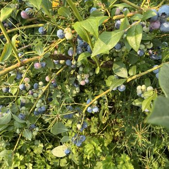 Blueberry Blossom Farm - blueberry shrub - Pick Your Own Farms Near Me - Snohomish, Washington