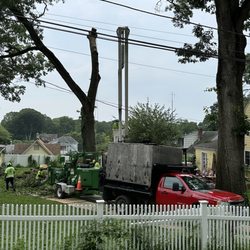 Madd Beaver Tree Experts & Stump Grinding - Tree coming down. Notice the mats to protect the property
