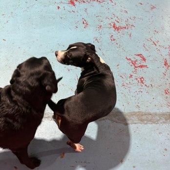 JOHN K9 - Besties at Daycare! - Pet Training Near Me - Lakeland, Florida