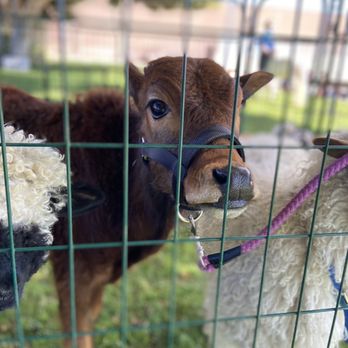 Rah-Rah Ranch - Petting Zoos Near Me Rah-Rah Ranch - Petting Zoos Near Me