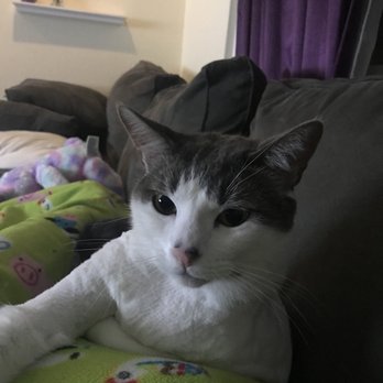 Lisajanays Bow Wows & Meows - Pet Groomers Near Me Lisajanays Bow Wows & Meows - Pet Groomers Near Me