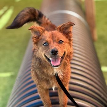 Katz Dogs K9 - Pet Training Near Me - Perkasie, Pennsylvania Katz Dogs K9 - Pet Training Near Me - Perkasie, Pennsylvania