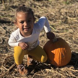 Mazezilla / Klingel Farms - Pumpkin patch