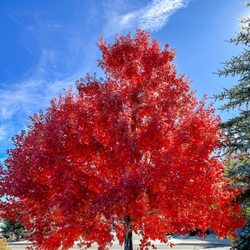 Big Bear Lake California - Fall is definitely here