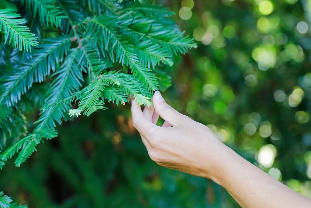 Wild Food & Medicinal Plant Tours of Monterey Logo