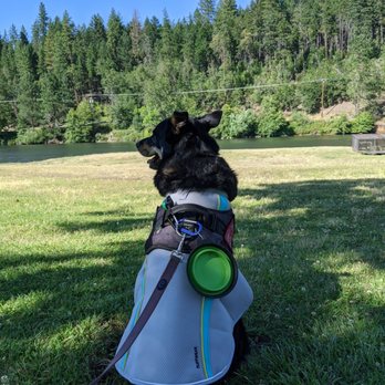 Griffin Park - Pup's having a blast! - Parks Near Me - Grants Pass, Oregon