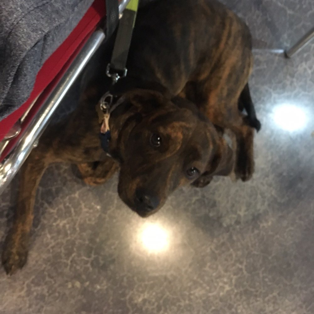 Roasting Buddies - Pet friendly if dog is well behaved :) (call ahead to ask!) - Coffee & Tea Near Me - Pembroke Pines, Florida