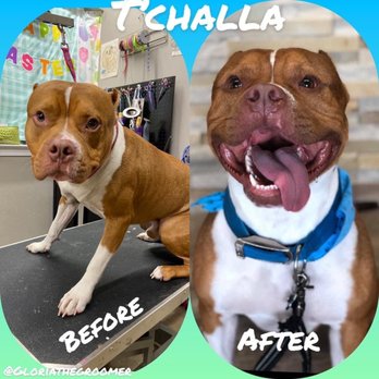 Pet Care Plus by Gloria the Groomer - Pet Groomers Near Me - Pace, Florida Pet Care Plus by Gloria the Groomer - Pet Groomers Near Me - Pace, Florida