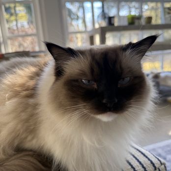 Paw Parents - Pet Boarding Near Me - Winnetka, Illinois
