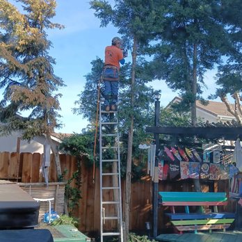 Jose Tree Services - Jose at work - Tree Services Near Me