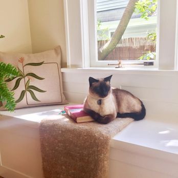 Compassionate Care - Bodhi - Veterinarians Near Me - Portland, Oregon