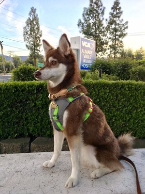 vca almaden valley animal hospital yelp