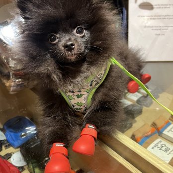 Wagwear - New WagWear booties! - Pet Stores Near Me - New York, New York Wagwear - New WagWear booties! - Pet Stores Near Me - New York, New York
