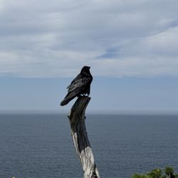 Island Packer Cruises - Proud raven