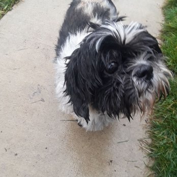 Tacoma's Best Pet Grooming - Before Toby's grooming. - Pet Groomers Near Me - Tacoma, Washington