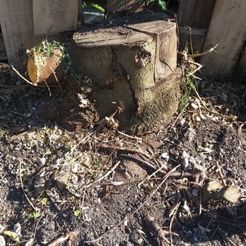 Acosta Tree Service - This stump damaged our fence and we needed it out fast! - Tree Services Near Me - Miami, Florida Acosta Tree Service - This stump damaged our fence and we needed it out fast! - Tree Services Near Me - Miami, Florida