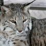 Photo of The Nature of Wildworks