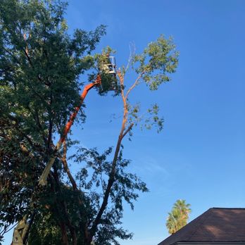 JNR Solutions - Tree trimming branches that are a high risk of damaging the house. - Landscaping Near Me