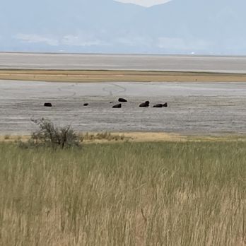 Antelope Island State Park - Hiking Near Me - Syracuse, Utah Antelope Island State Park - Hiking Near Me - Syracuse, Utah