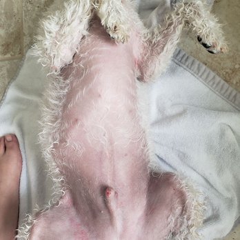 PetSmart Grooming - Razor burn everywhere, including under his front legs. - Pet Stores Near Me - Norcross, Georgia