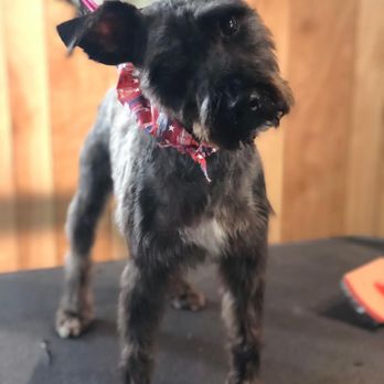 The Dog Studio - Our mini Schnauzer, Cooper, freshly groomed by Kelsey Ann. - Pet Groomers Near Me - Ashland City, Tennessee The Dog Studio - Our mini Schnauzer, Cooper, freshly groomed by Kelsey Ann. - Pet Groomers Near Me - Ashland City, Tennessee