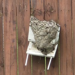 Court Pest Control