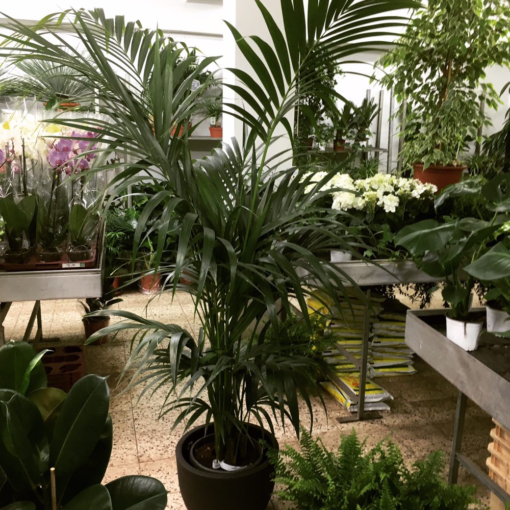 DIE BLUMENBRÜDER AUS HOLLAND 23 Photos Hohe Str. 22, Düsseldorf