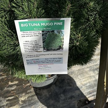 Tagawa Gardens - Trees were in great condition. - Nurseries & Gardening Near Me - Centennial, Colorado Tagawa Gardens - Trees were in great condition. - Nurseries & Gardening Near Me - Centennial, Colorado