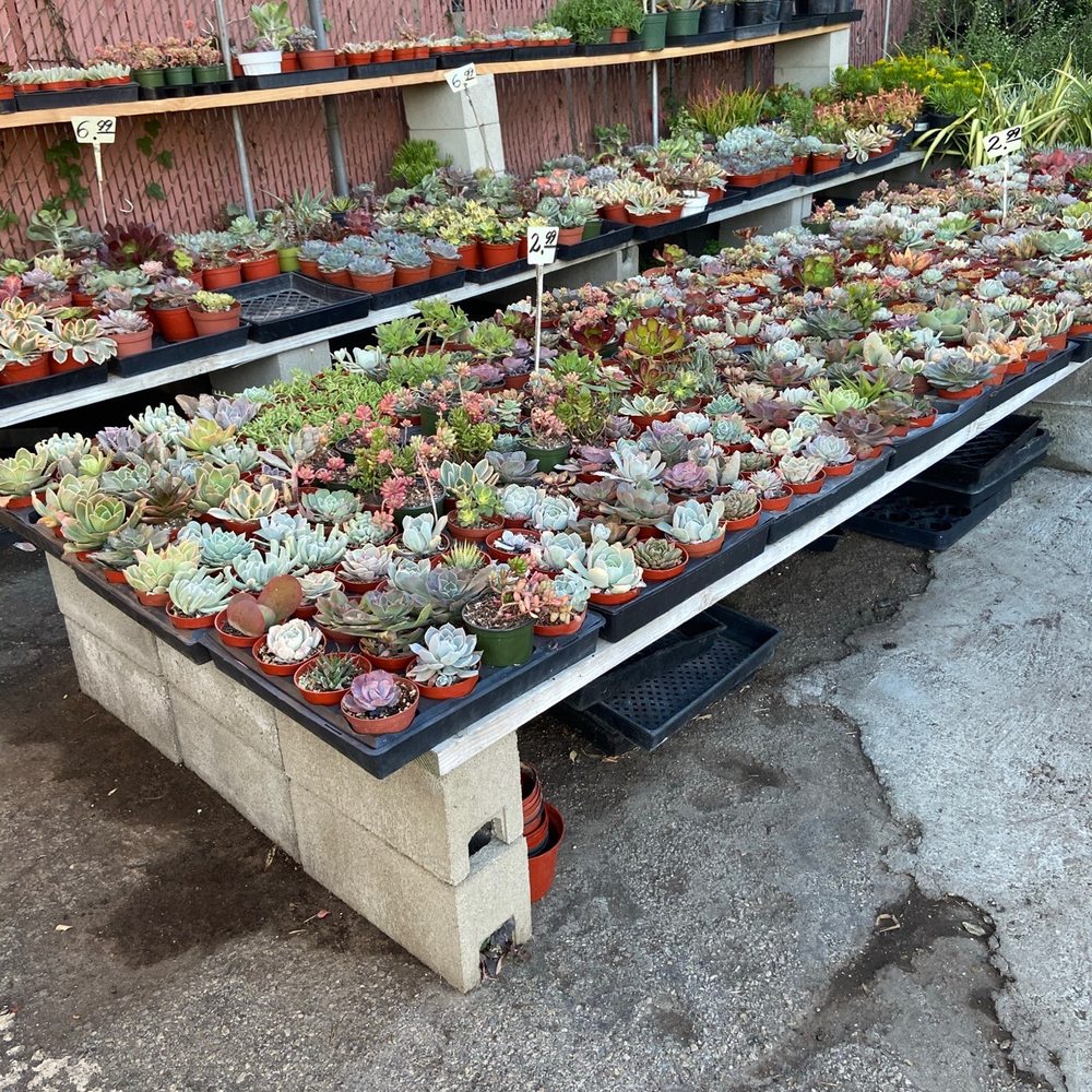 Lucky Plants - Nurseries & Gardening Near Me - Hermosa Beach, California Lucky Plants - Nurseries & Gardening Near Me - Hermosa Beach, California