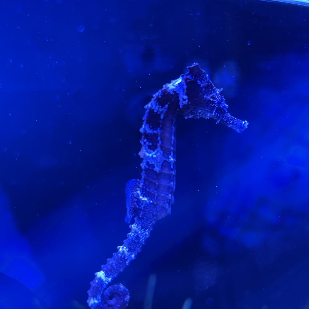 Blue Zoo - Aquariums Near Me - Baton Rouge, Louisiana