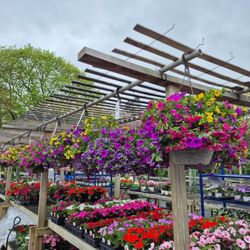 Claiborne Garden Center - Vibrant Color