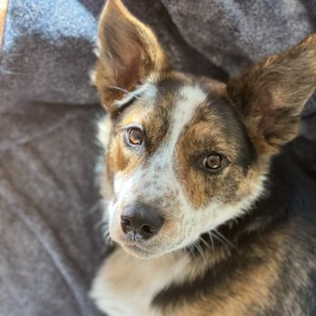 Dyad Dog Training - Our dog since meeting Brandon has been so sweetest boy - Pet Training Near Me