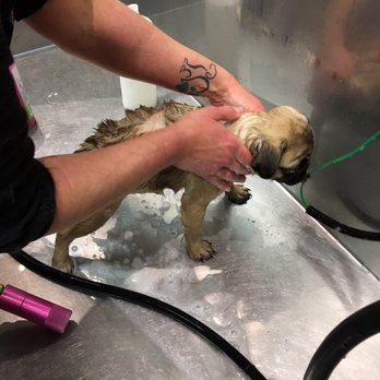 Wagsmore Grooming - Pet Groomers Near Me - Sherwood Park, Alberta Wagsmore Grooming - Pet Groomers Near Me - Sherwood Park, Alberta