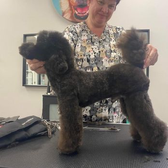 A Dogs Domain - Pet Groomers Near Me - Jacksonville, Florida