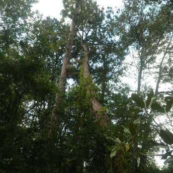 Mr. I.M. Log'n - Lean on me - Tree Services Near Me - Gainesville, Florida