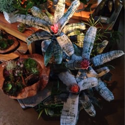 New bromeliads 11/14