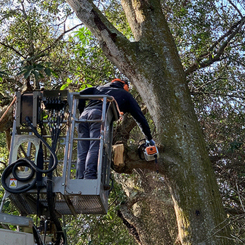 Bay Area Tree Service - Tree Services Near Me Bay Area Tree Service - Tree Services Near Me