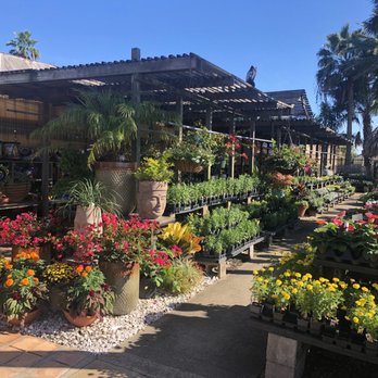 Tom's Thumb by Cornelius Nursery - Annuals - Nurseries & Gardening Near Me - Galveston, Texas Tom's Thumb by Cornelius Nursery - Annuals - Nurseries & Gardening Near Me - Galveston, Texas