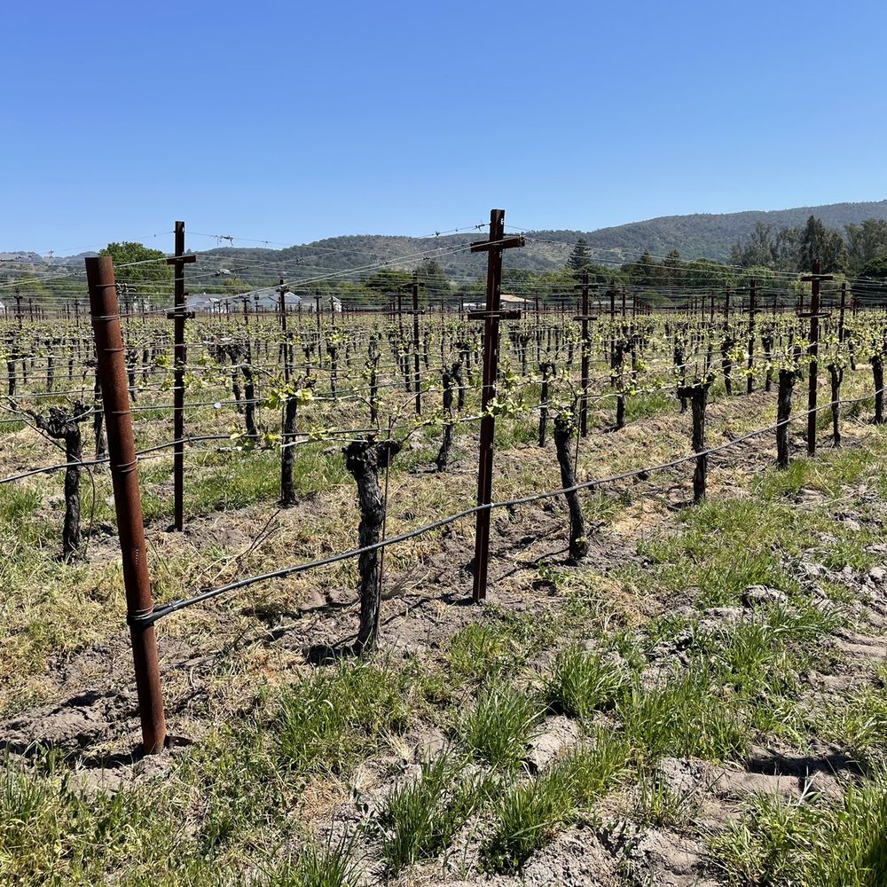 a vineyard in the background