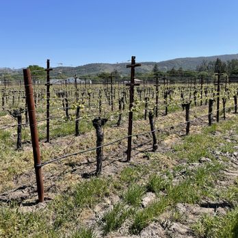 Canihan Wines - a vineyard in the background - Wineries Near Me - Sonoma, California