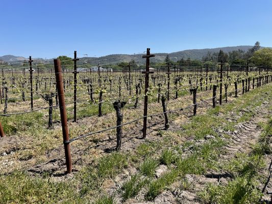 Canihan Wines by null