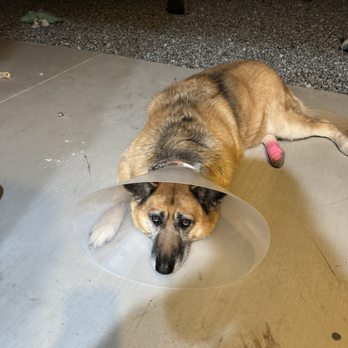 Emergency Pet Intensive Care - Emergency Pet Hospital Near Me - Temecula, California Emergency Pet Intensive Care - Emergency Pet Hospital Near Me - Temecula, California