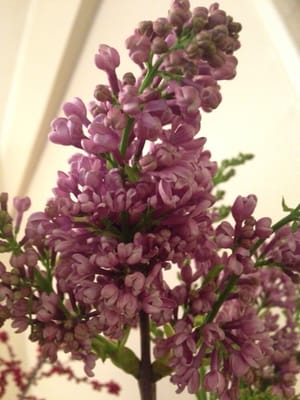 Ariston Floral Boutique by null